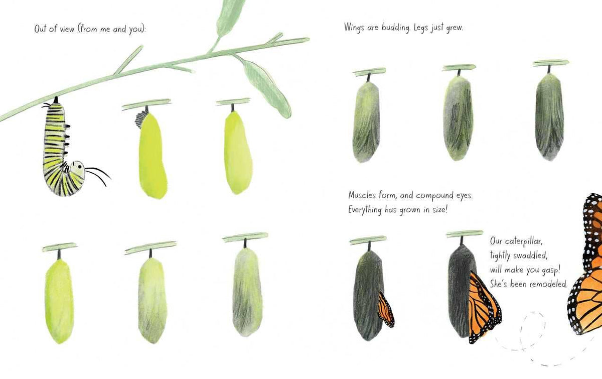 Monarch by Kirsten Hall